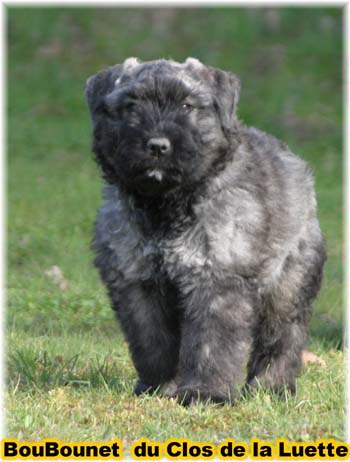 bouvier des flandres photo chiot - Elevage Clos Luette -  COPYRIGHT DEPOSE